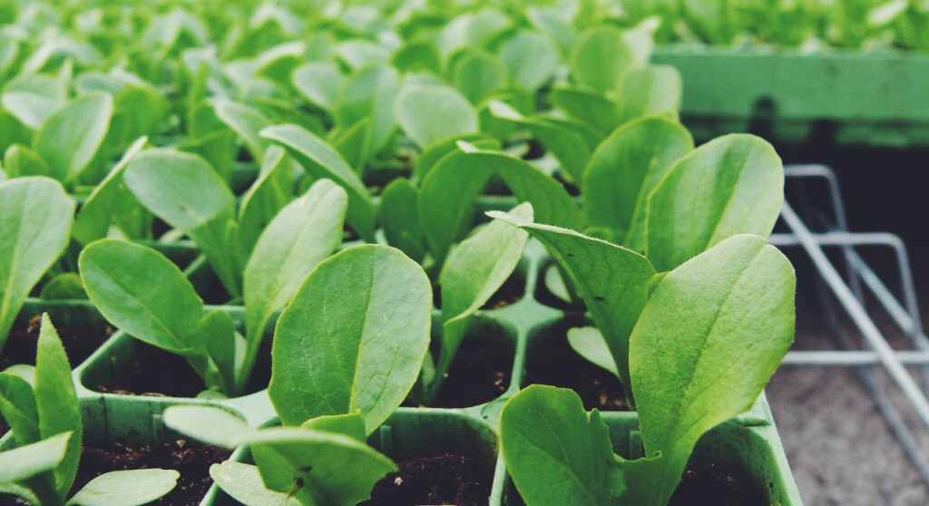 piantine da orto insalata