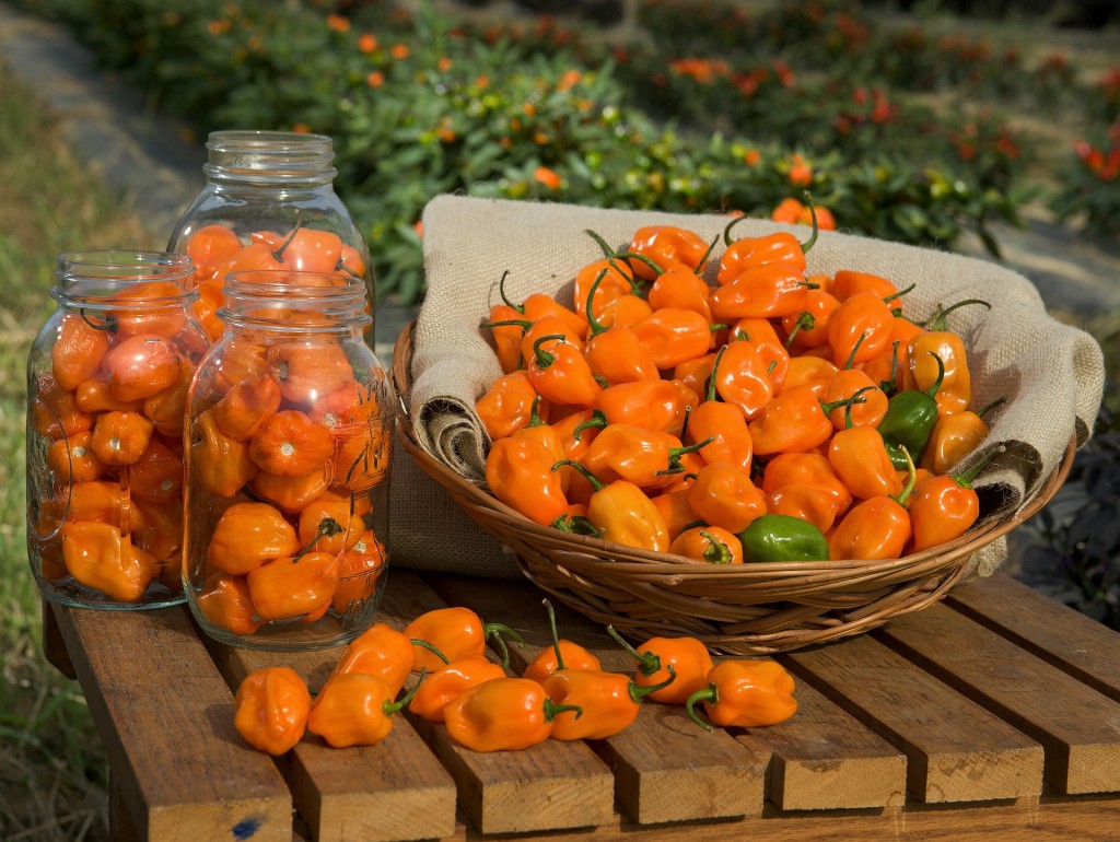 peperoncino habanero raccolto e conservazione