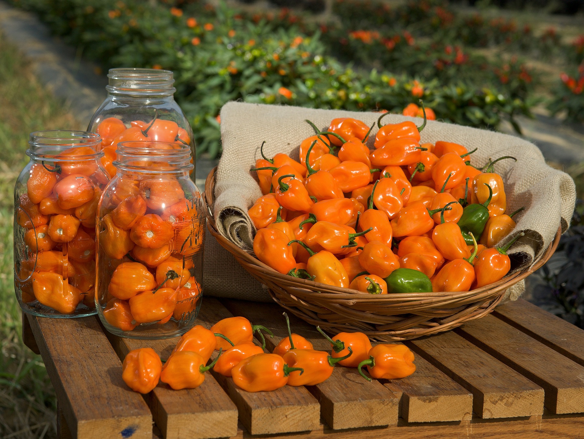 peperoncino habanero raccolto e conservazione
