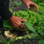 insalata-orto-coltivare
