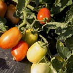 pomodori-orto