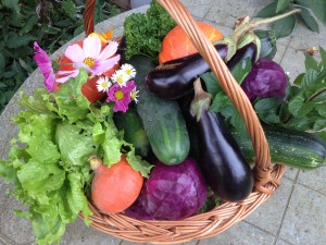 raccolto-orto-biologico-verdure-biodinamiche