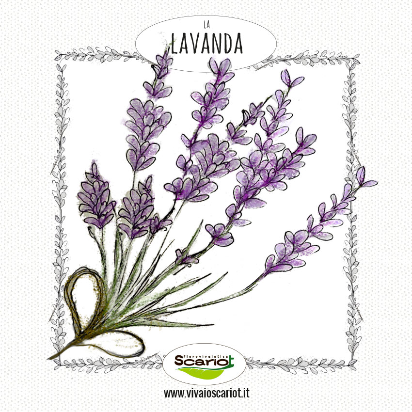 come-utilizzare-lavanda