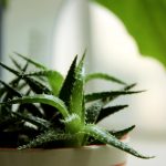 aloe-1005391_1920