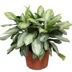 pianta-da-ufficio-aglaonema