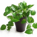 pianta-da-ufficio-pothos