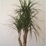 pianta-da-ufficio-tronchetto-della-felicita