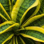 piante-da-ufficio-sansevieriya