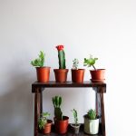 piante grasse da appartamento