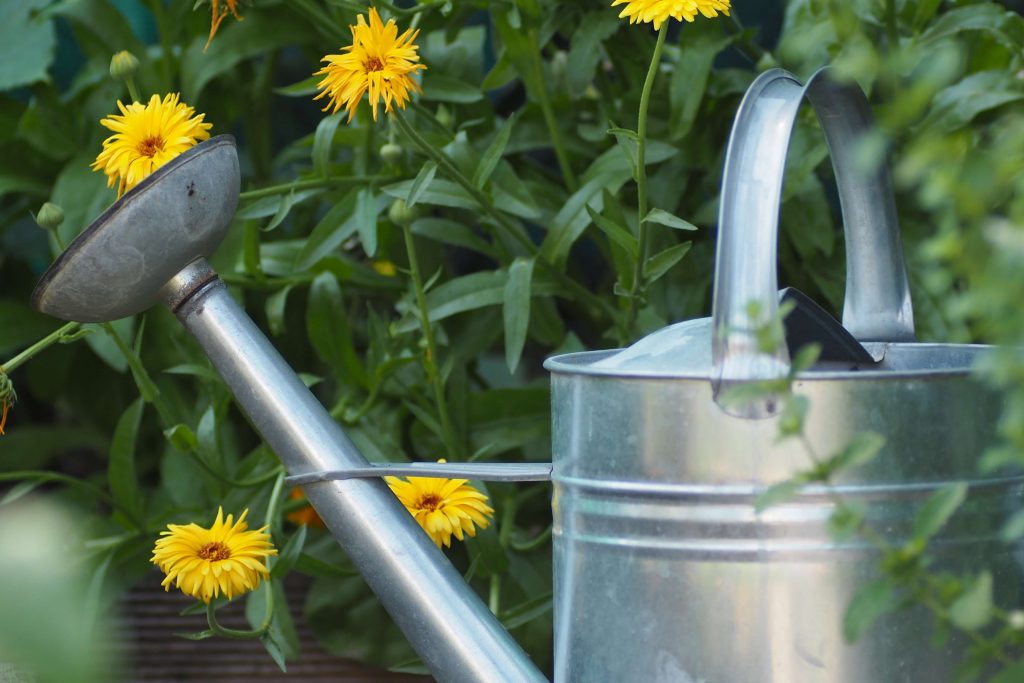 come mantenere le piante in estate