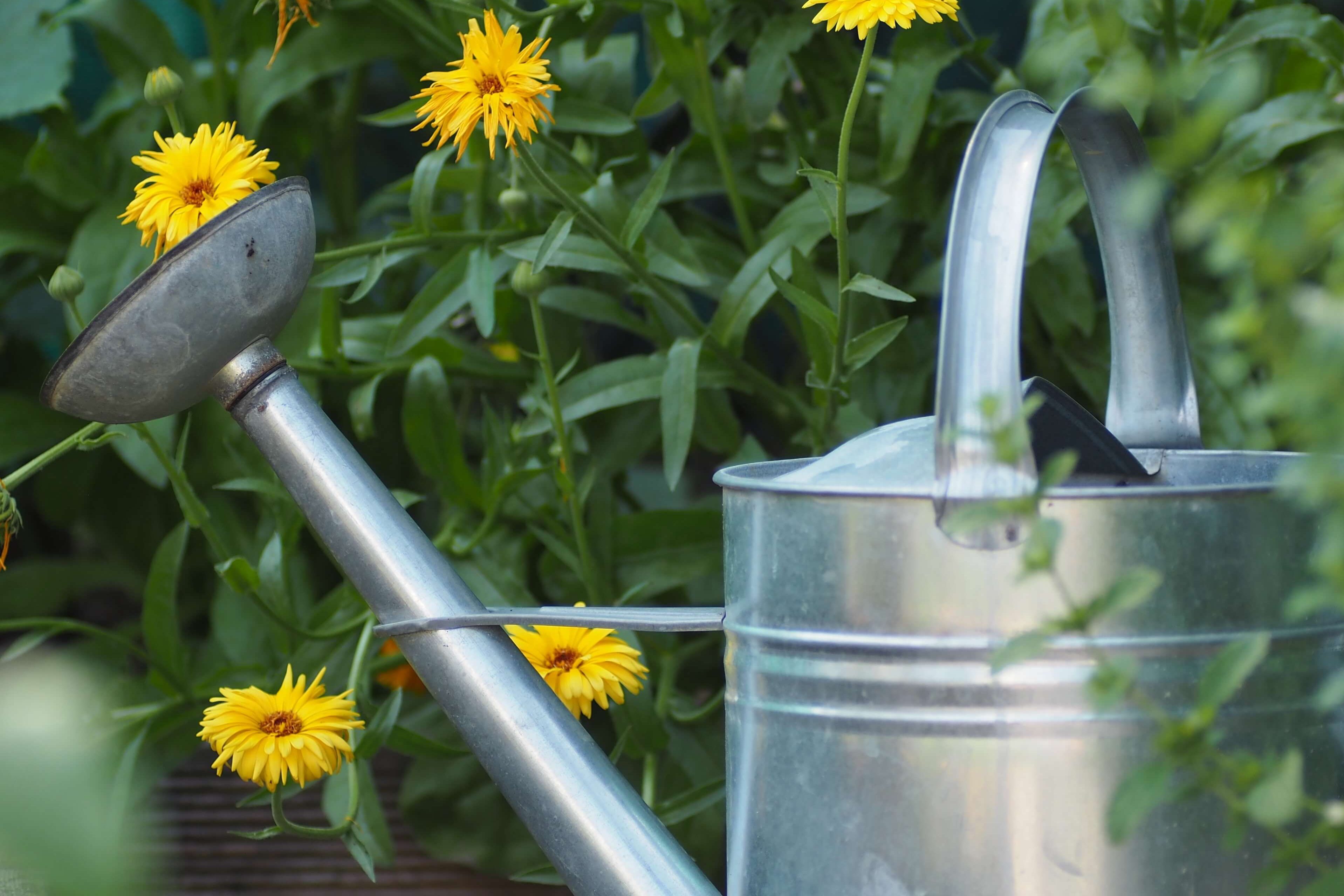 come mantenere le piante in estate