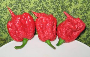 carolina reaper