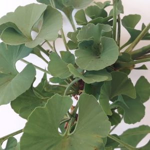 Ginko Biloba Mariken