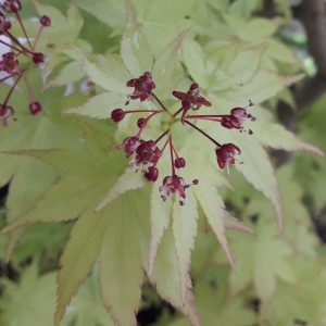 Acer Palmatum Orange Dreem