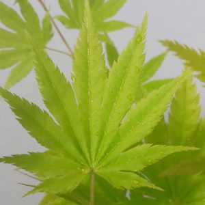 Acer Palmatum Shirasawanum Jordan