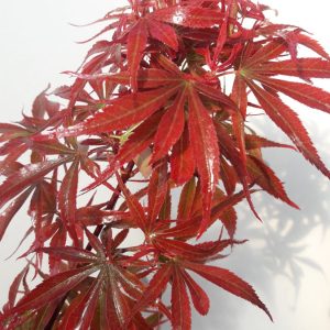 Acer Palmatum Shina