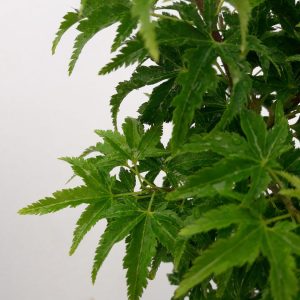 Acer Palmatum Shishigashira "Crispifolium"