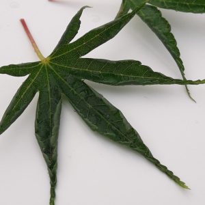 Acer Palmatum Okuscimo