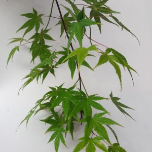 Acer Palmatum Ryusen (Ryusei)