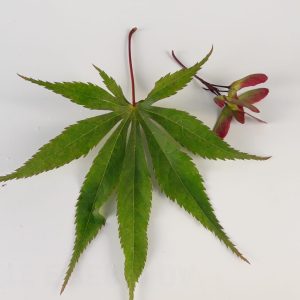 Acer Palmatum Autumn Red