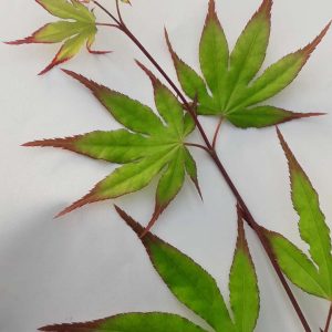 Acer Palmatum Red Nails