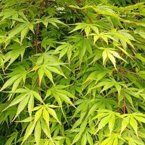 Acer Palmatum Osakazuchi