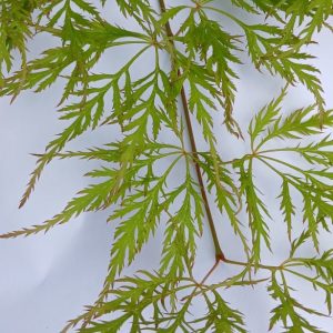 Acer Palmatum Dissectum Viridis