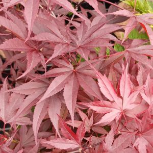 Acer Palmatum Firegolw (Fg1)