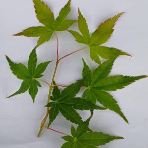 Acer Palmatum Bi-Hoo