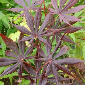 Acer Palmatum Trompemburg