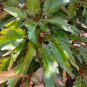 Acer Palmatum Beni Hagoromo