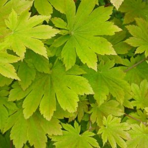 Acer Palmatum Vitifolium