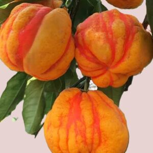 Arancio Bizzarria (Citrus Bizzarria)
