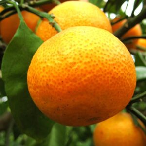 Mandarino Satsuma (Citrus unshiu)