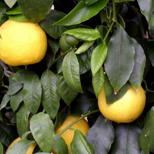 Bergamotto(citrus Bergamia)