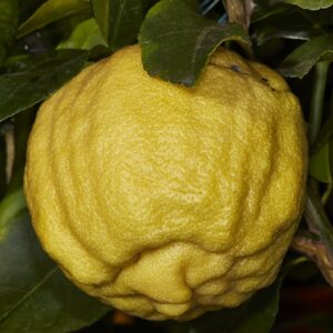 Limone Cedrato Gigante (Citrus Limonimedica)