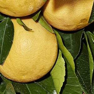 Lipo (Citrus limon x Citrus Paradisi)