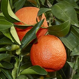 Clementino (citrus Clementina)