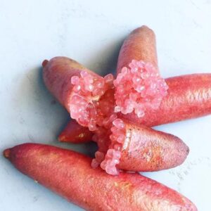 Limone Caviale rosa (microcitrus Australasica)