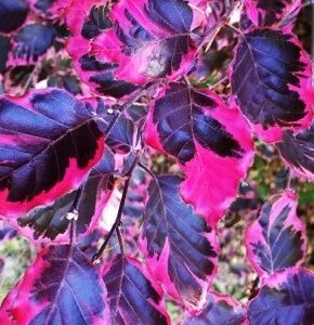 Faggio Tricolor (Fagus sylvatica )