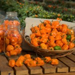 peperoncino habanero raccolto e conservazione