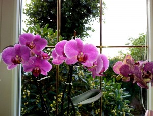 orchidea luce