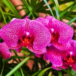 orchidea