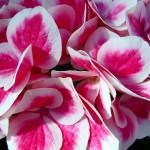 ortensia fiore rosa