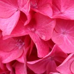 ortensia fiori rosa