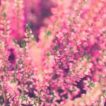fiori invernali: le eriche
