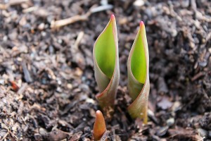 bulbo-da-fiore-tulipano-germogli