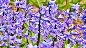 giacinti-viola-fiori