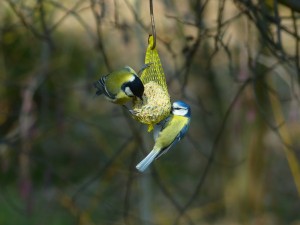 uccelli-mangime-primavera-nido-artificiale