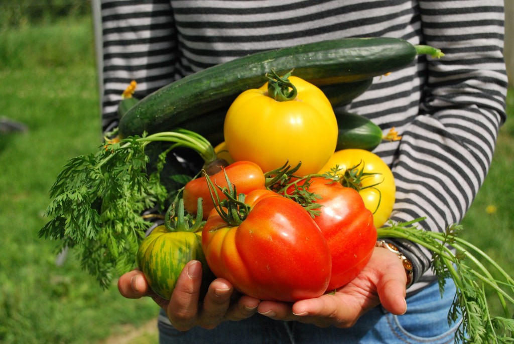 verdura-pomodori-zucchine-orto-biologico